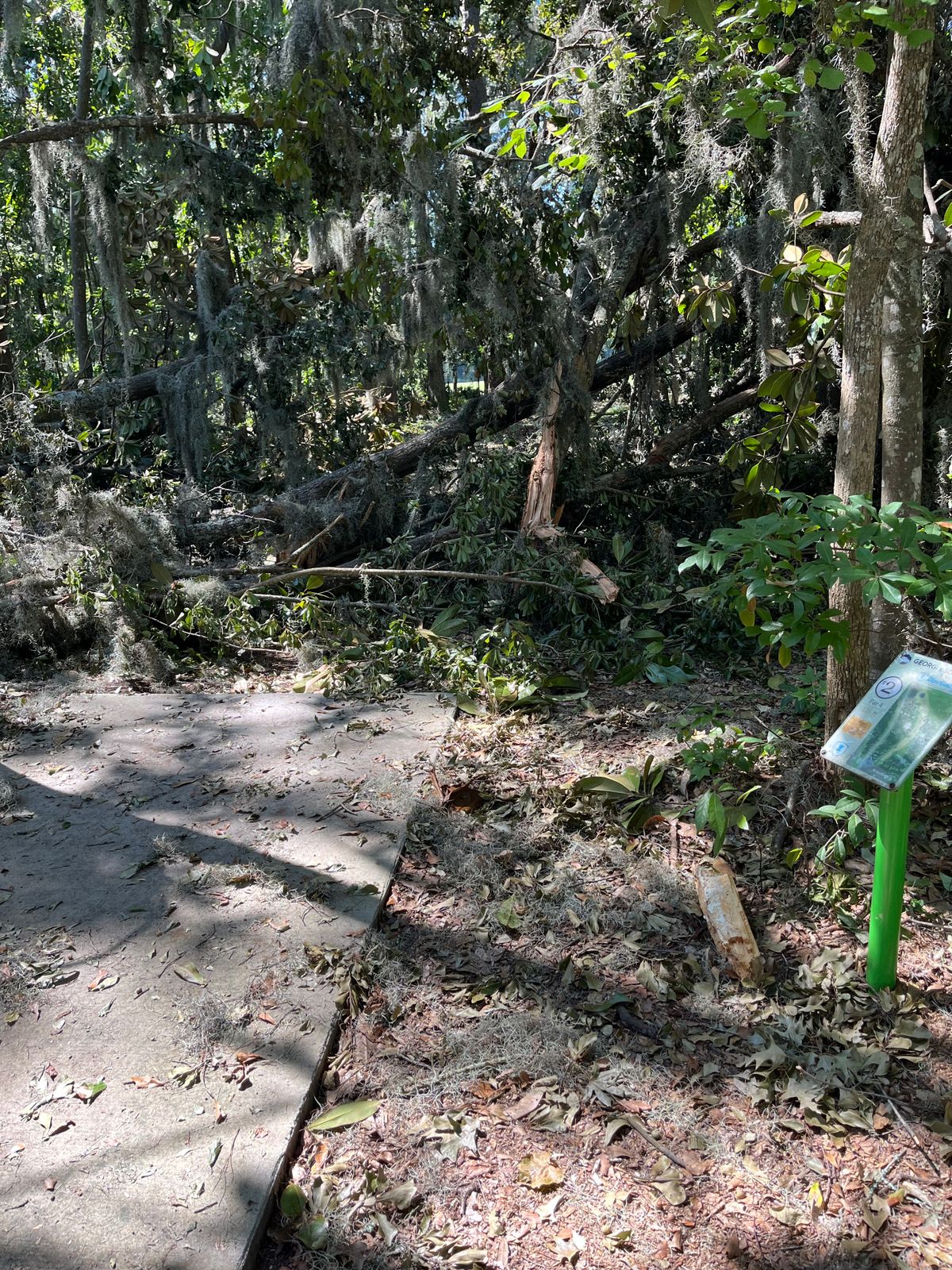 9/30 tree down in front of long tee pad on hole 2