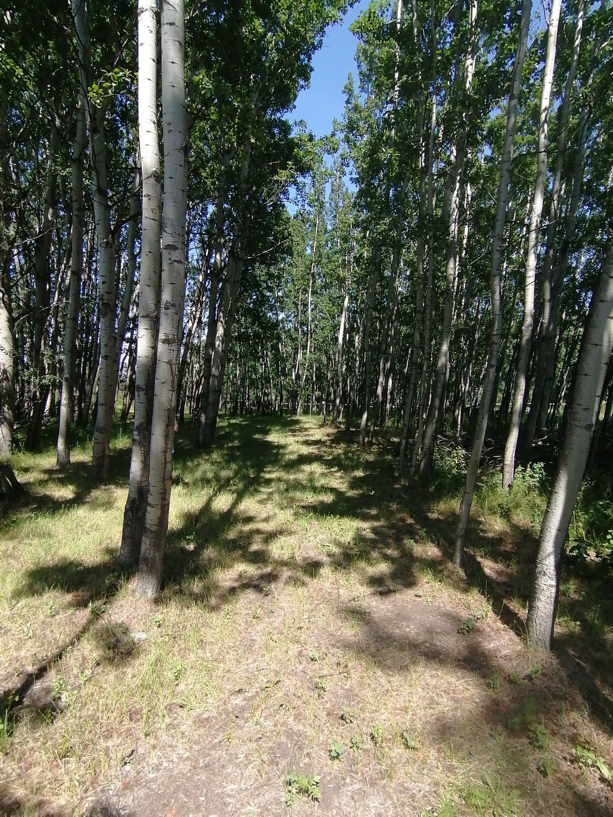 #13 fairway