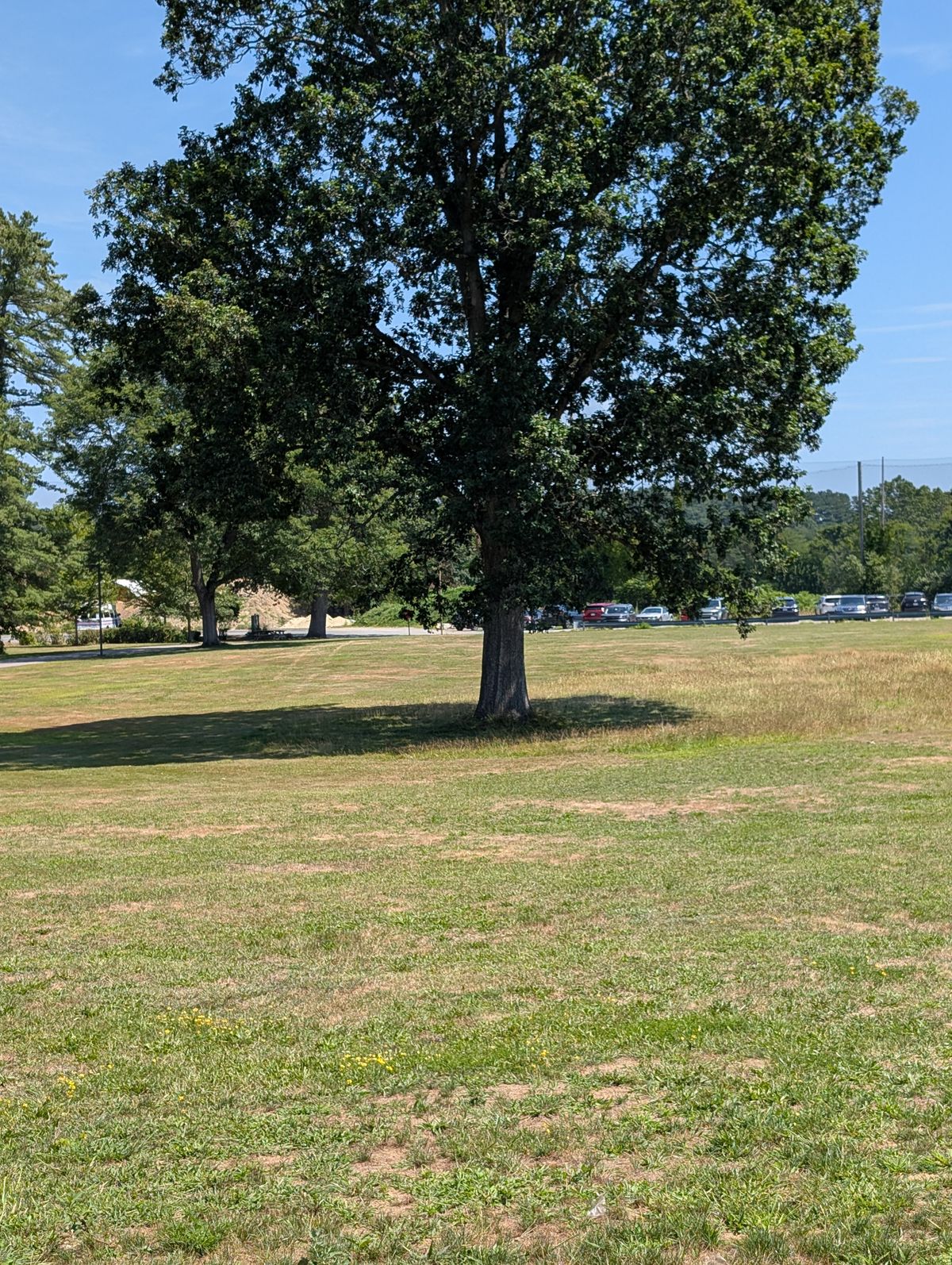 Hole 2, Teepad to Basket. Basket is straight back from tree.