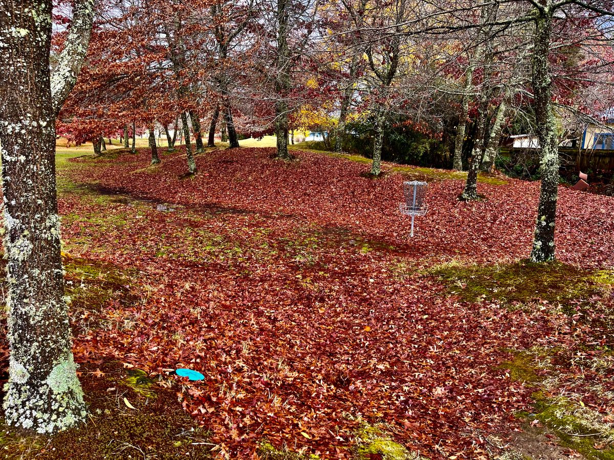 Lovely in the fall. Watch those red discs.