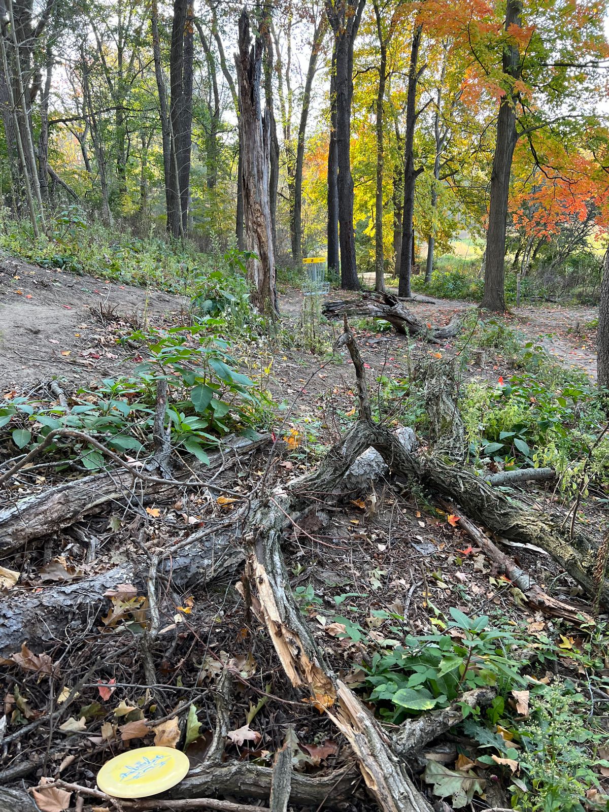 Hole 2, C2 (short downhill par 3 thru woods)