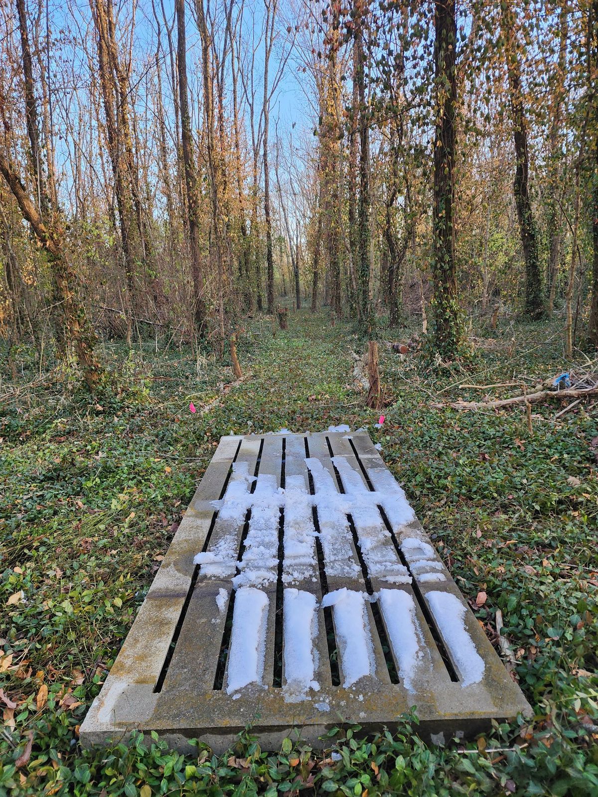 Hole 7, very tight woods