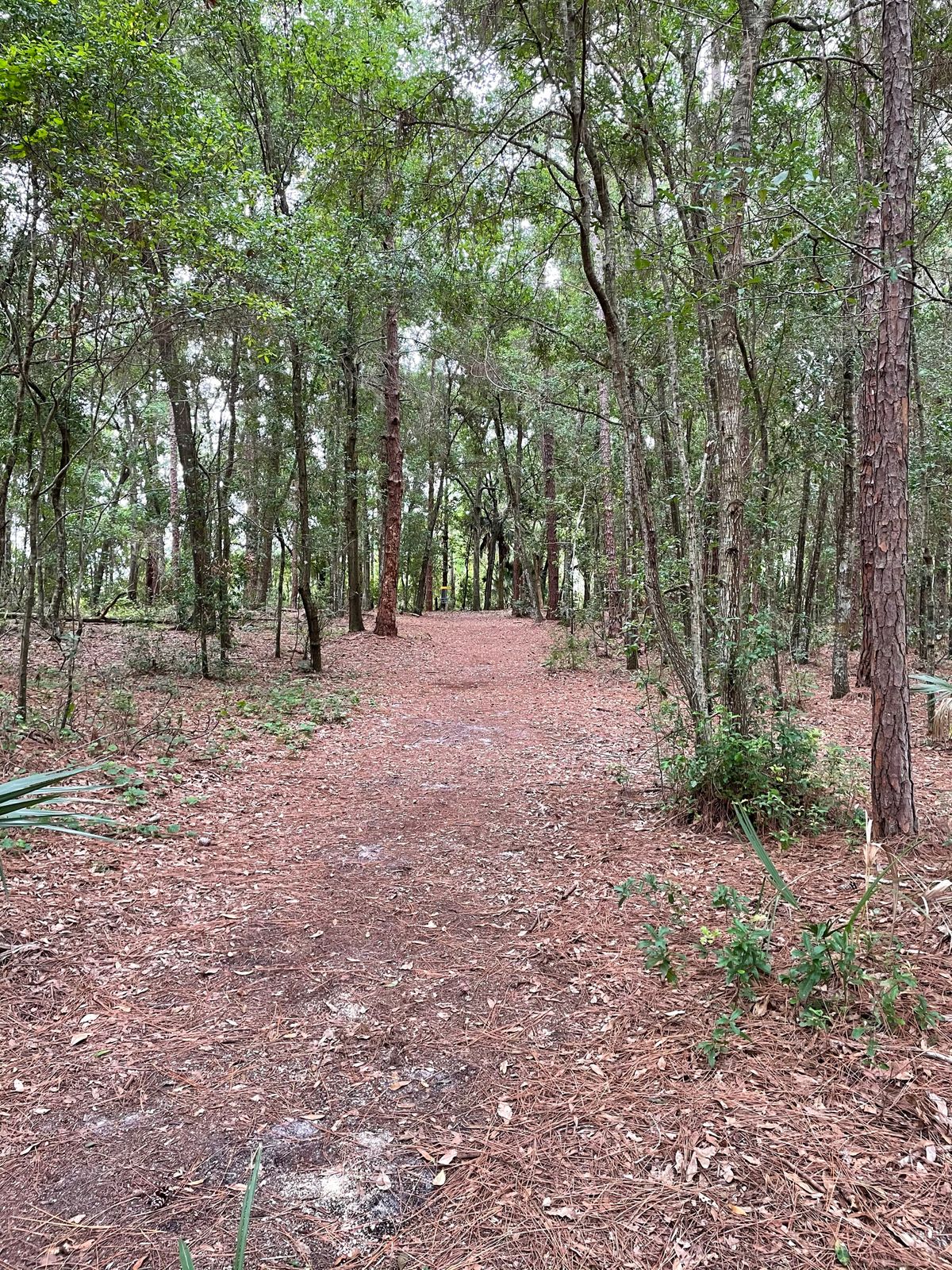 Hole 3 Tee
