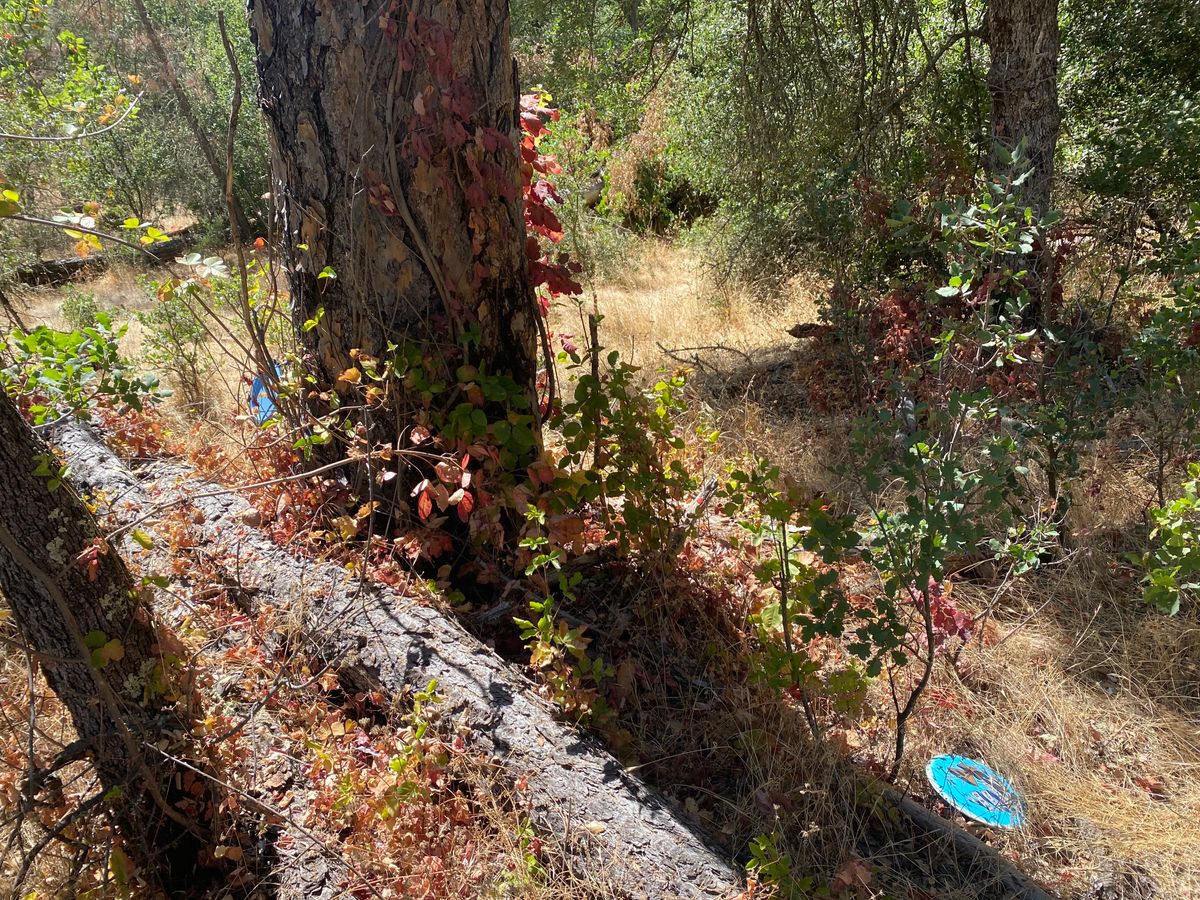 The poison oak is almost ripe!