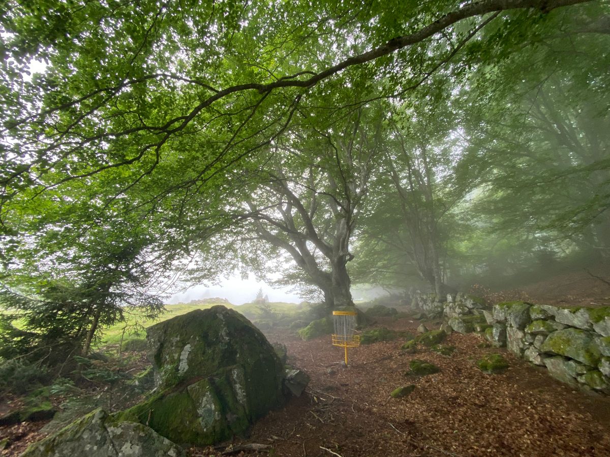 Beautiful guardian trees on some holes.