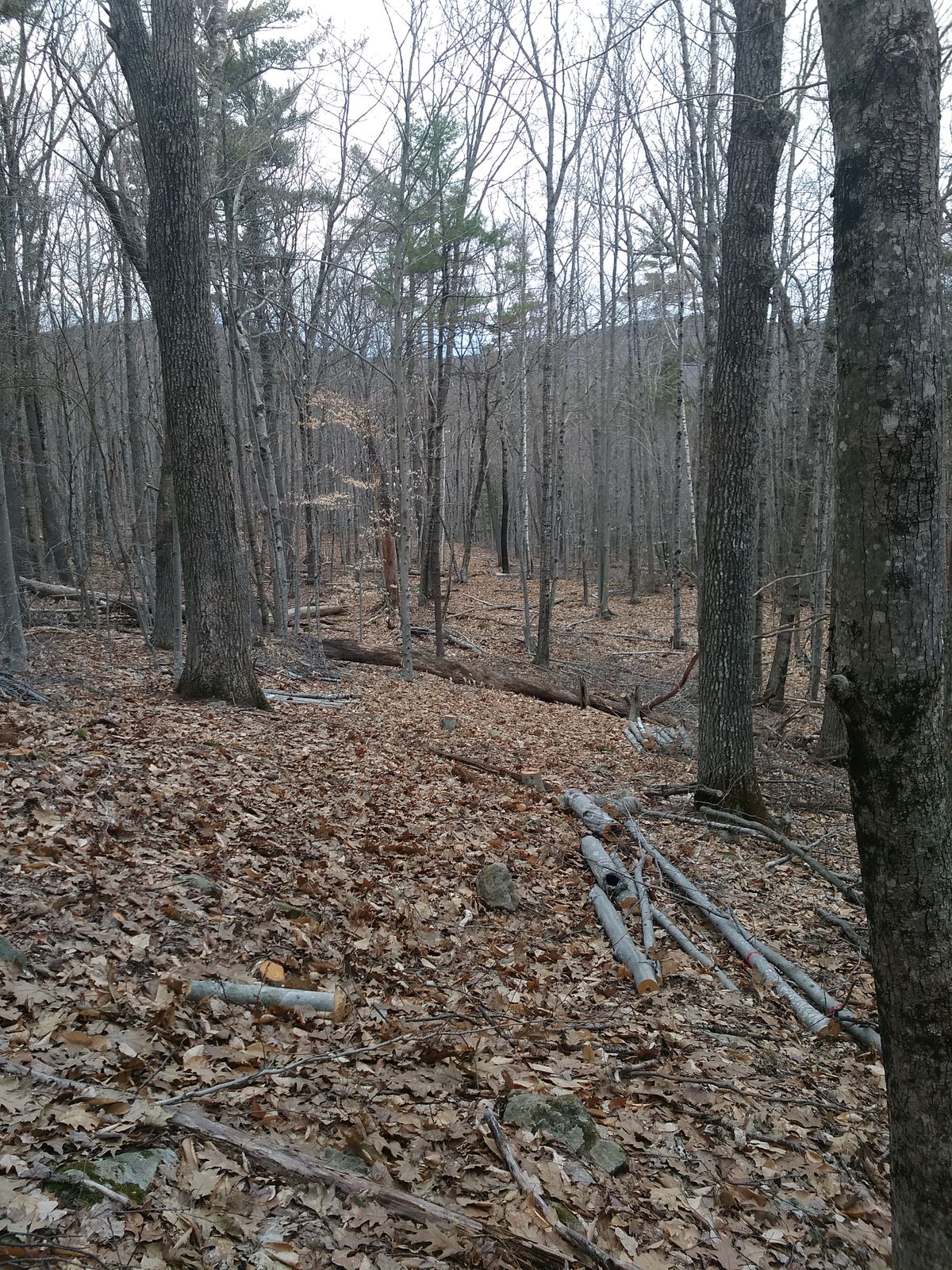 Hole 6 from tee.