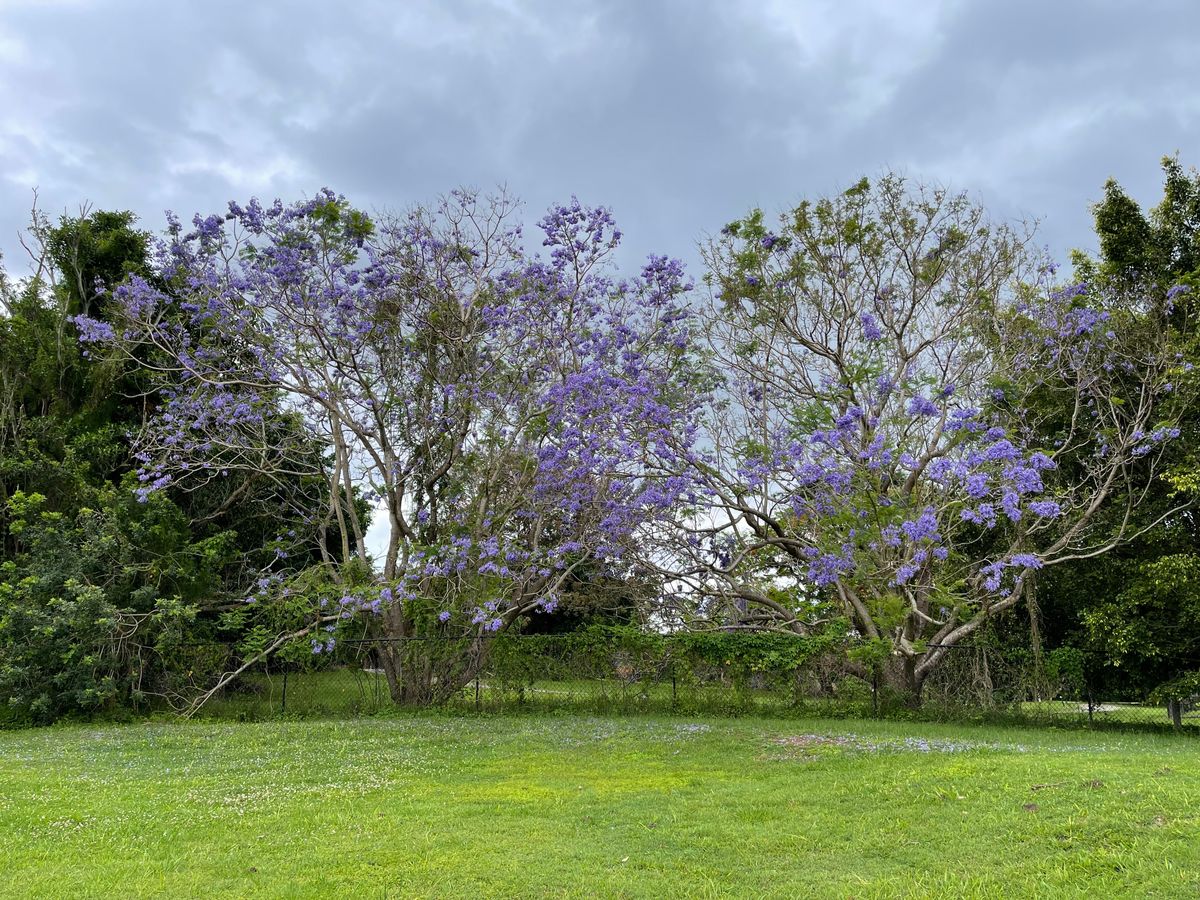 Jacaranda trees starting to bloom on 12 tee