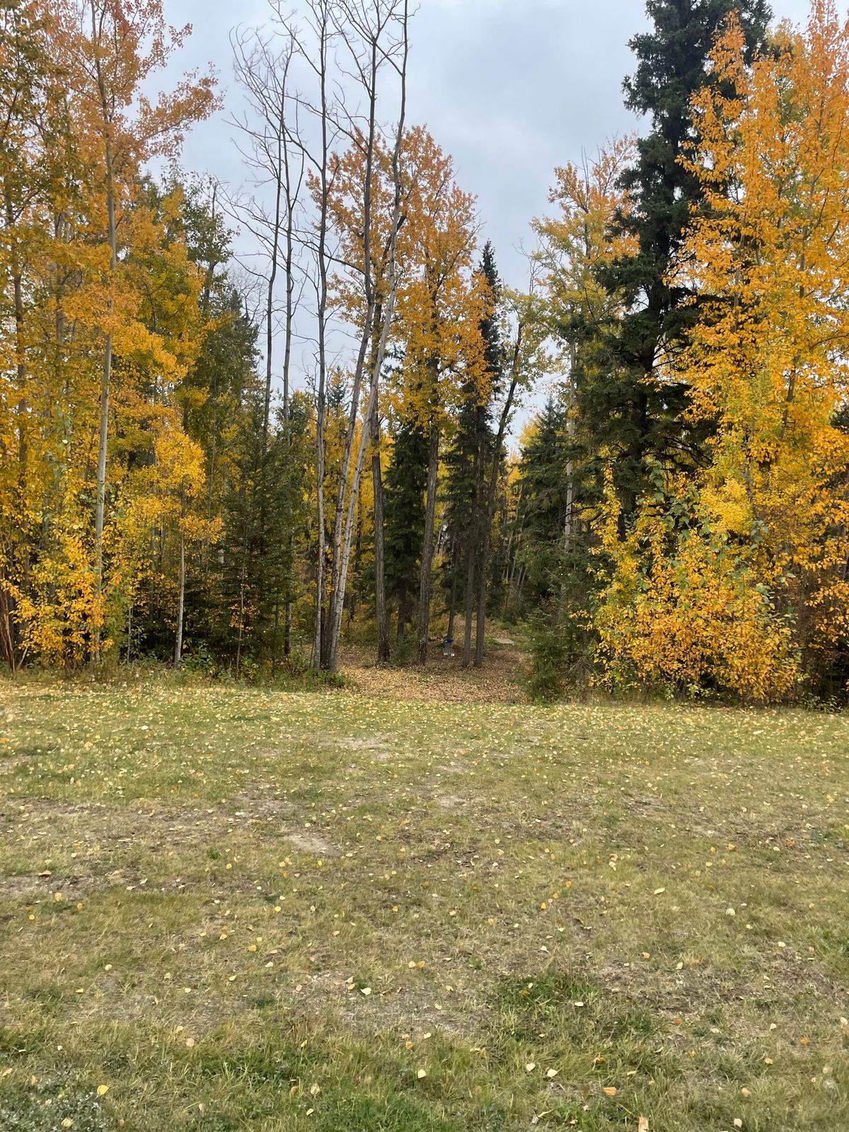 looking down the chute from just beyond short tees