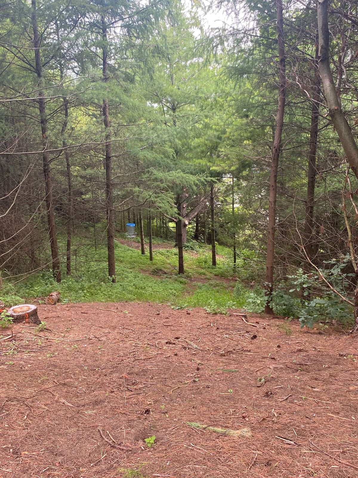 5th approach.  
Tee deck heads to the tree line.  The green is downhill with a tight approach!