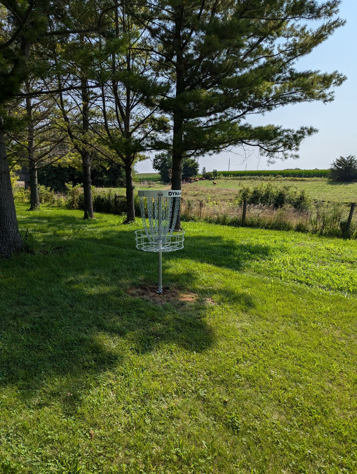 Hole 7, overlooking the cattle pasture