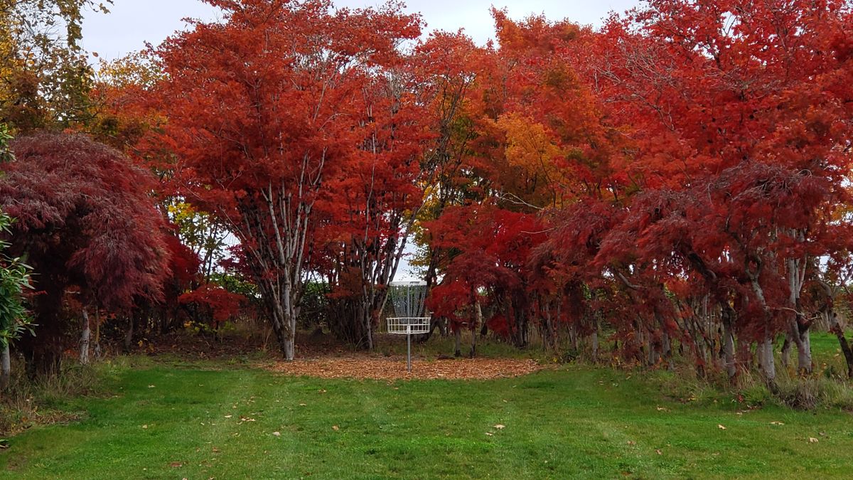 #9 basket is tucked and surrounded by the Japanese Maples