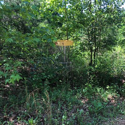 1st basket, completely covered by vegetation.