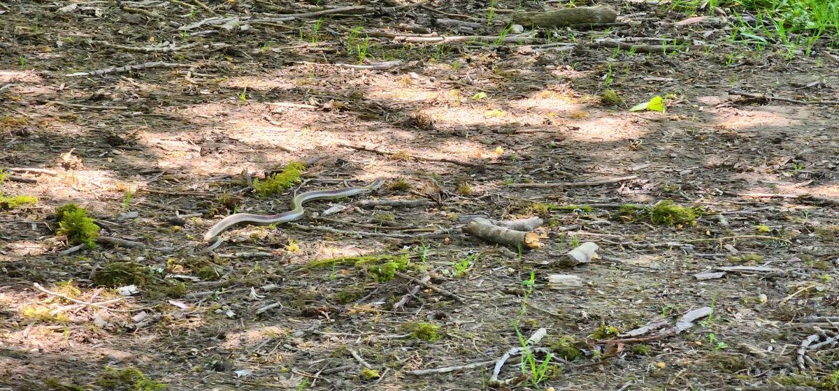 3rd snake we've seen today!