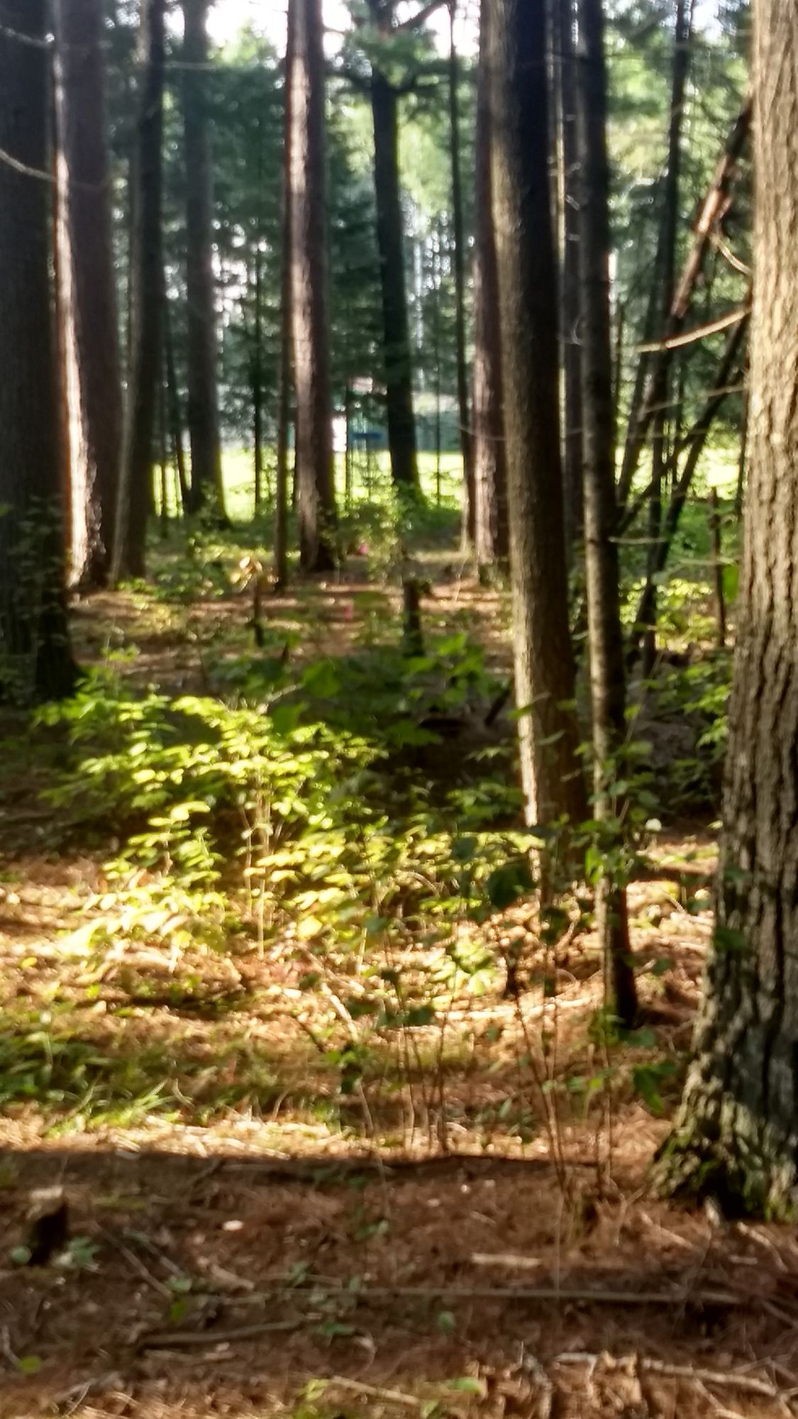 Hole 4