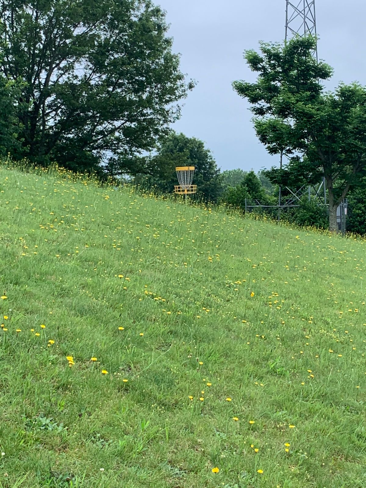 Second basket in the early summertime