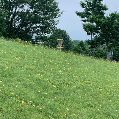 Second basket in the early summertime