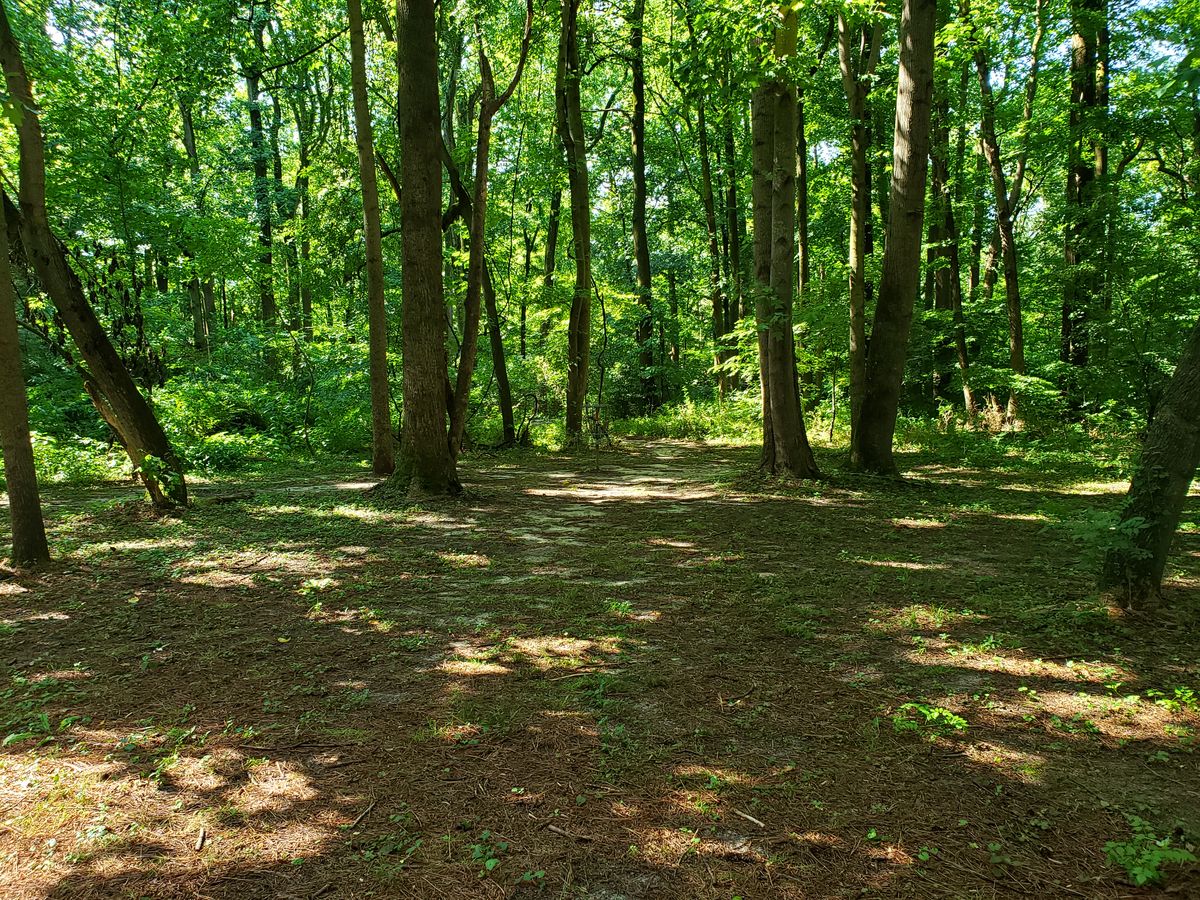 Hole 15 Basket