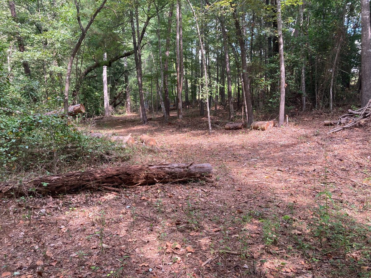 Tee #2: Sharp dogleg left to basket w/ creek & thorn bushes on left side until turn in fairway