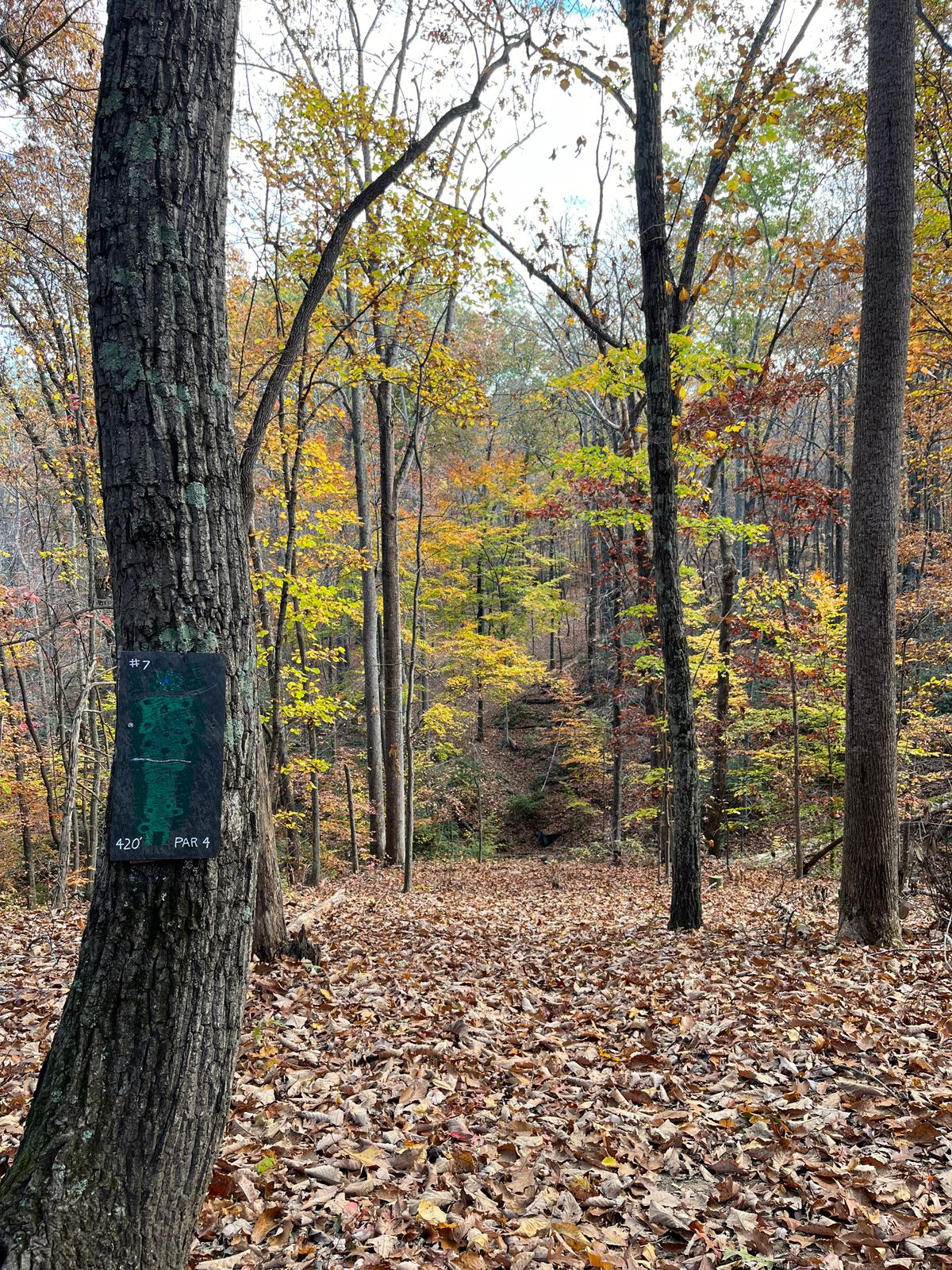 Nice morning with wonderful fall colors and a ton of leaves for your disc to hide under!