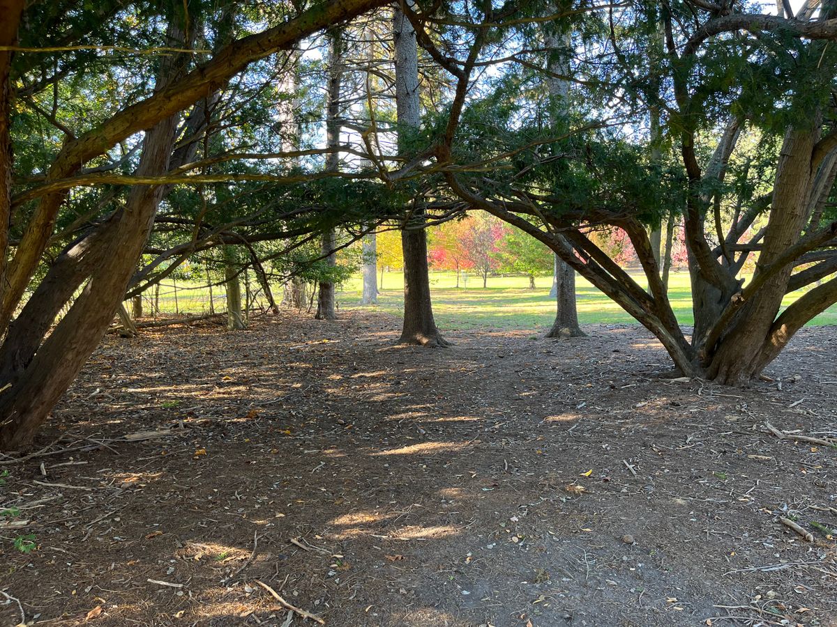 This is NOT the way to the basket from the tee, but it was a cool pic. Basket in the background.