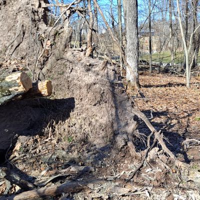 Tree fell on basket. Just park it and tap out.