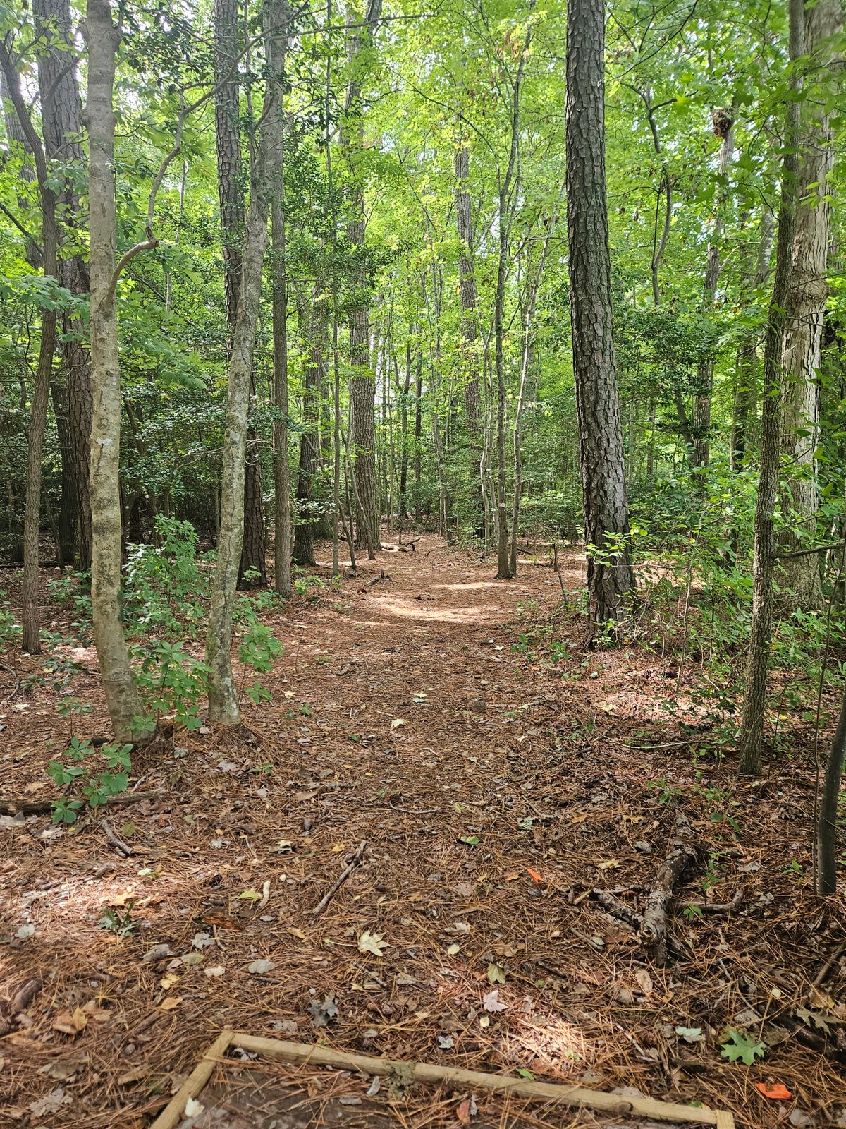 View of hole 7 fairway from the tee pad. Basket is past the large pine on the left side of the gap.