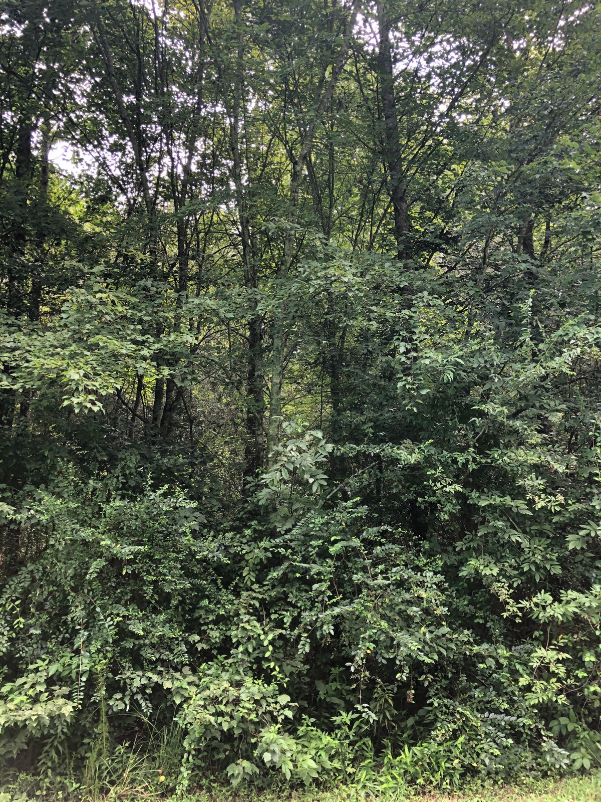 Hard to find discs in the woods.