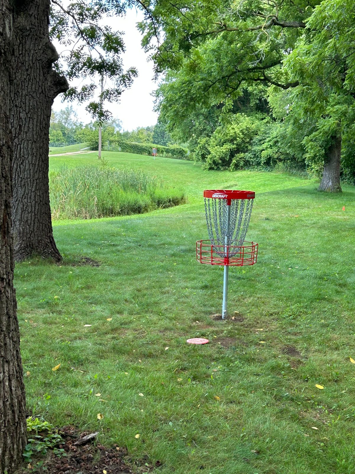 Basket of 4 is nestled between 3 mature trees.