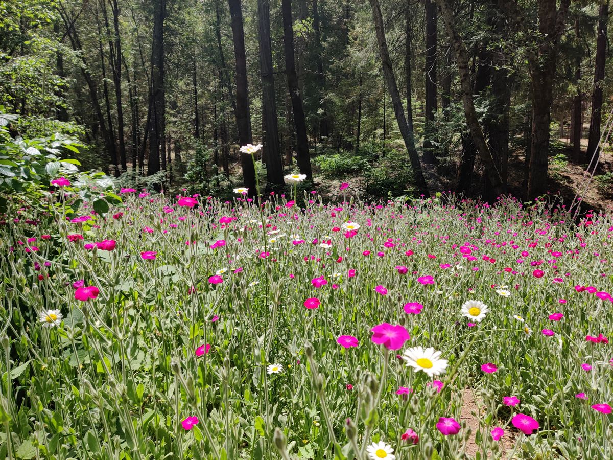 Springtime by the creek