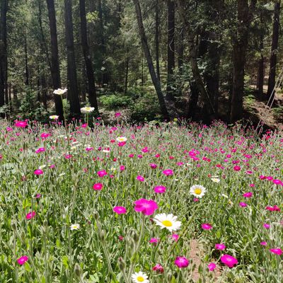 Springtime by the creek
