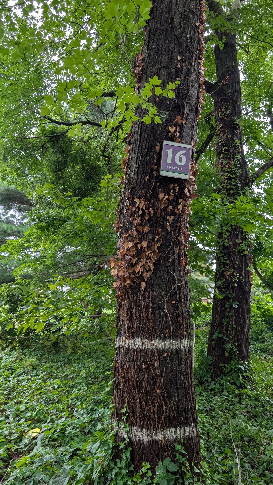 Hole 16 Target (new sign)
