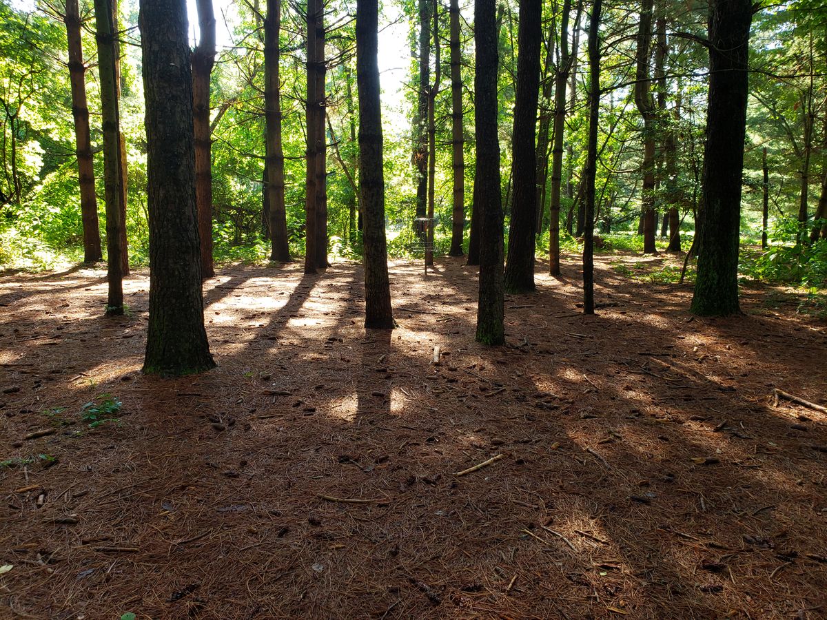 Hole 4 Basket
