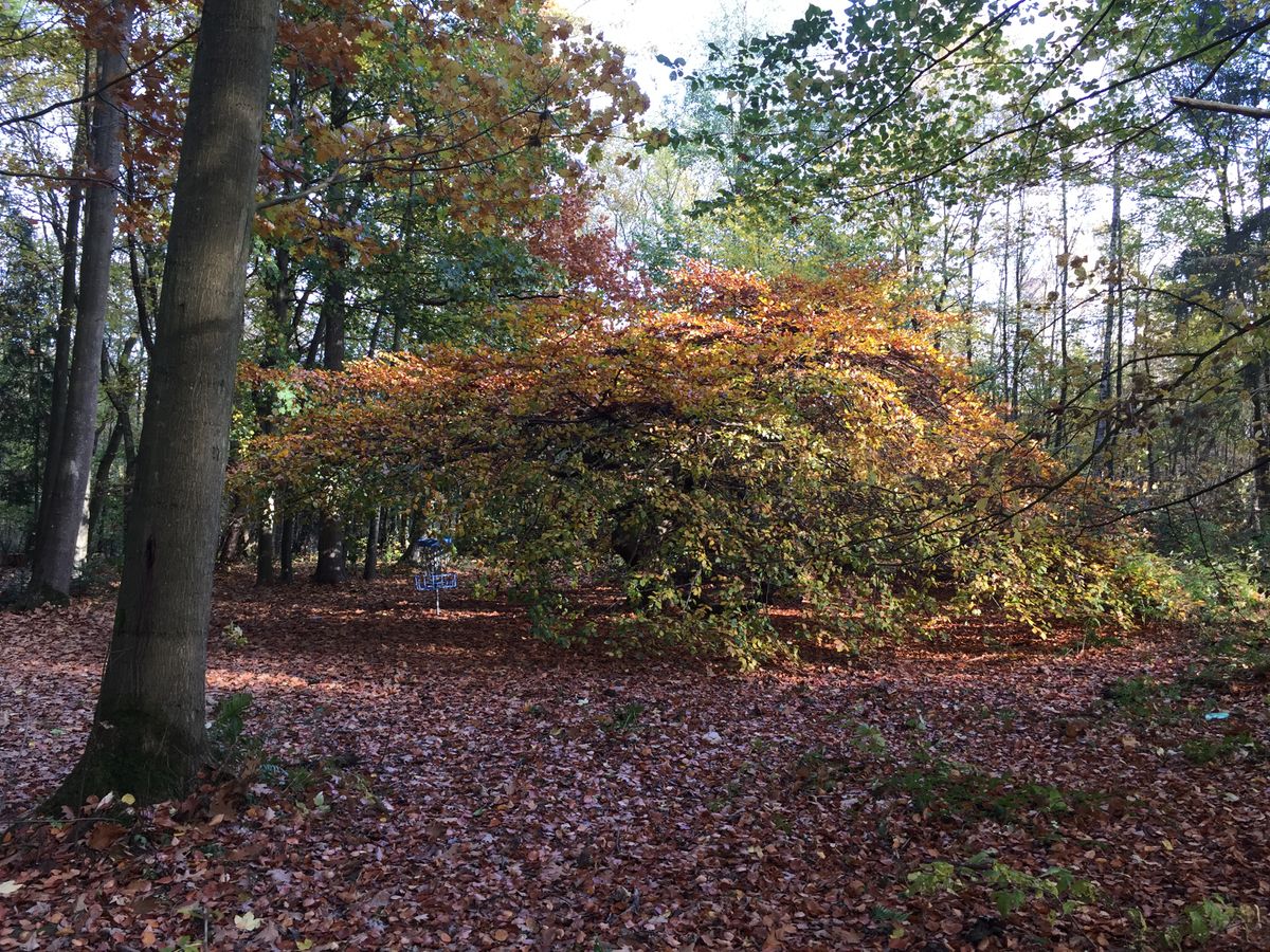 Hole 17’s basket is tucked away underneath the weeping beech tree.