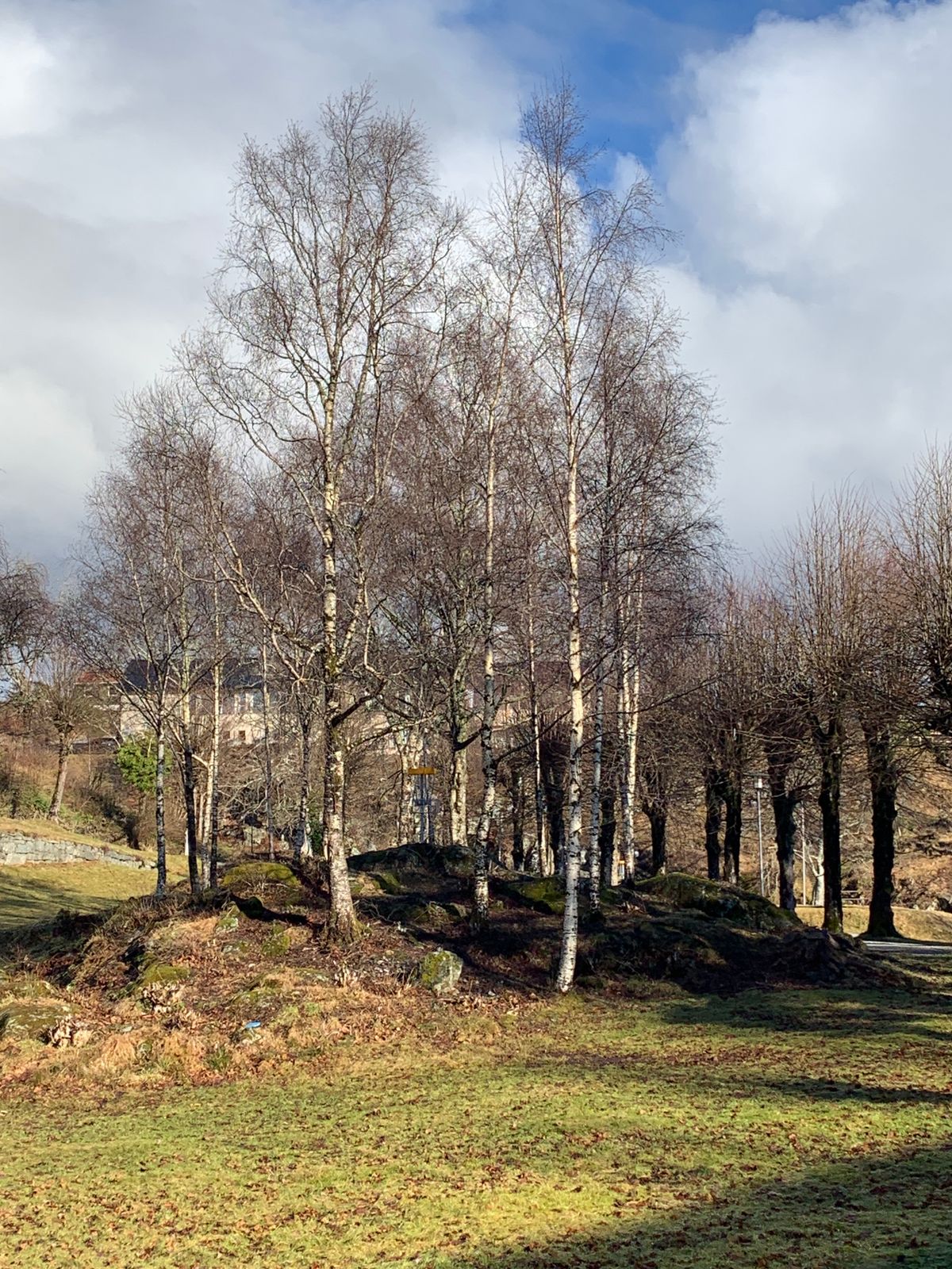 8.hull mellom bjørketrærne 🌳