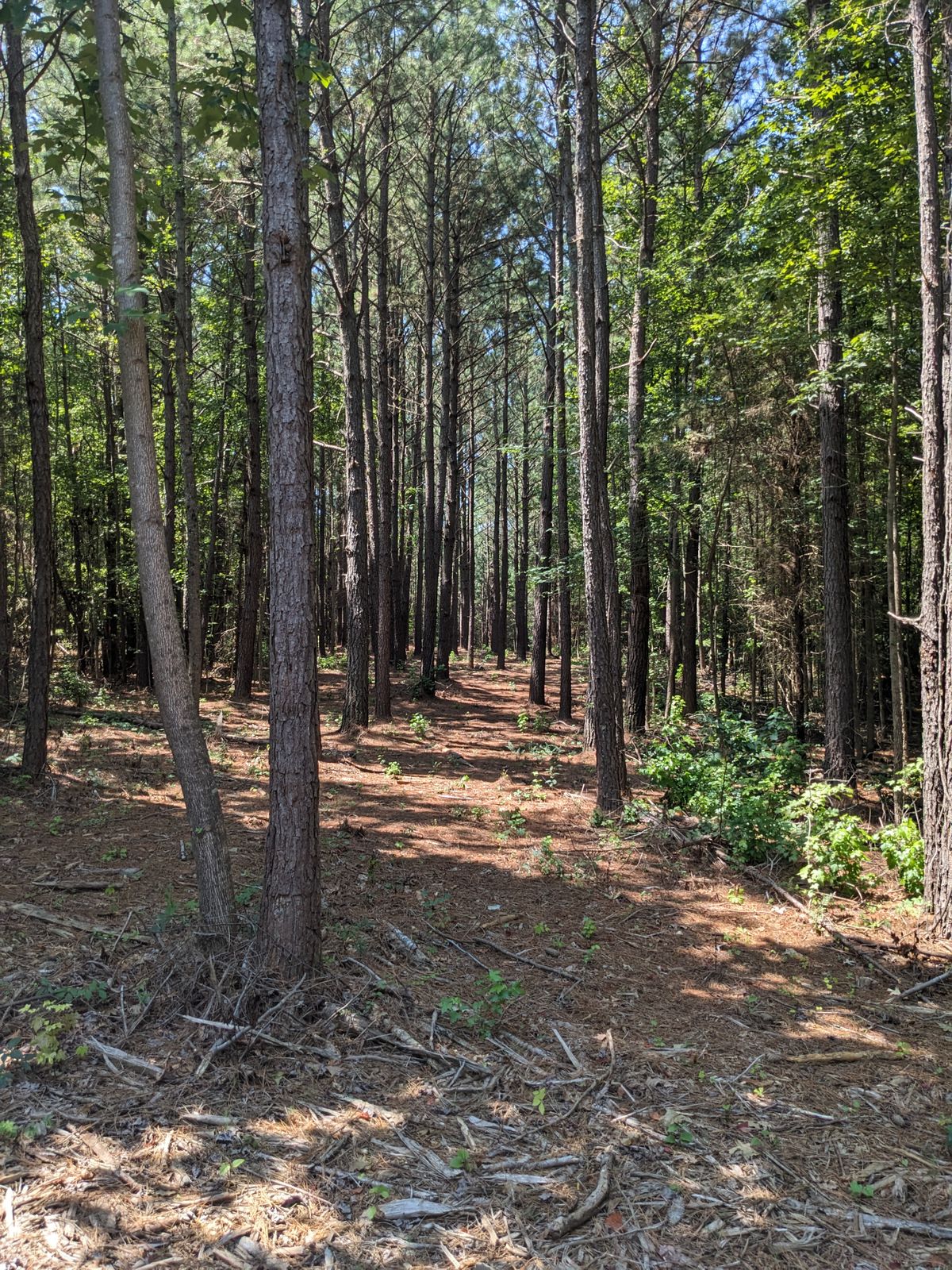 The fairway of Hole 8.