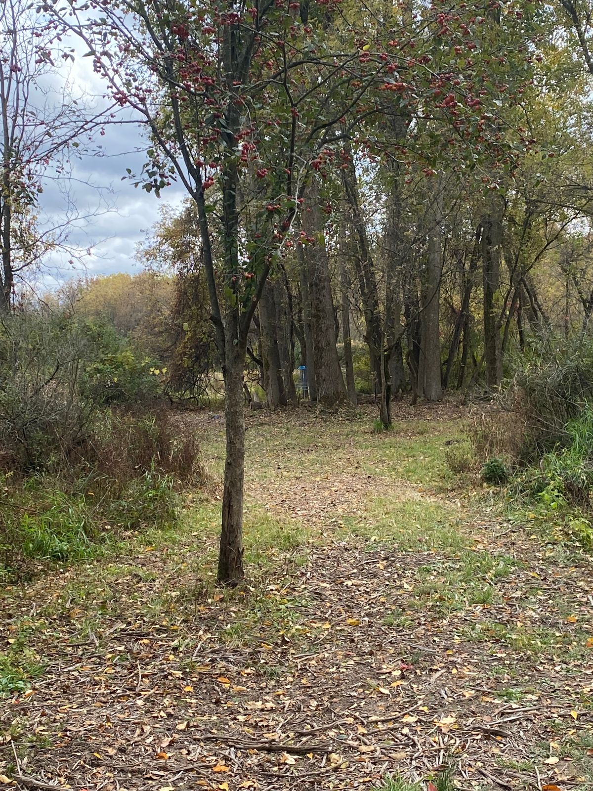 Hole 7 basket behind trees