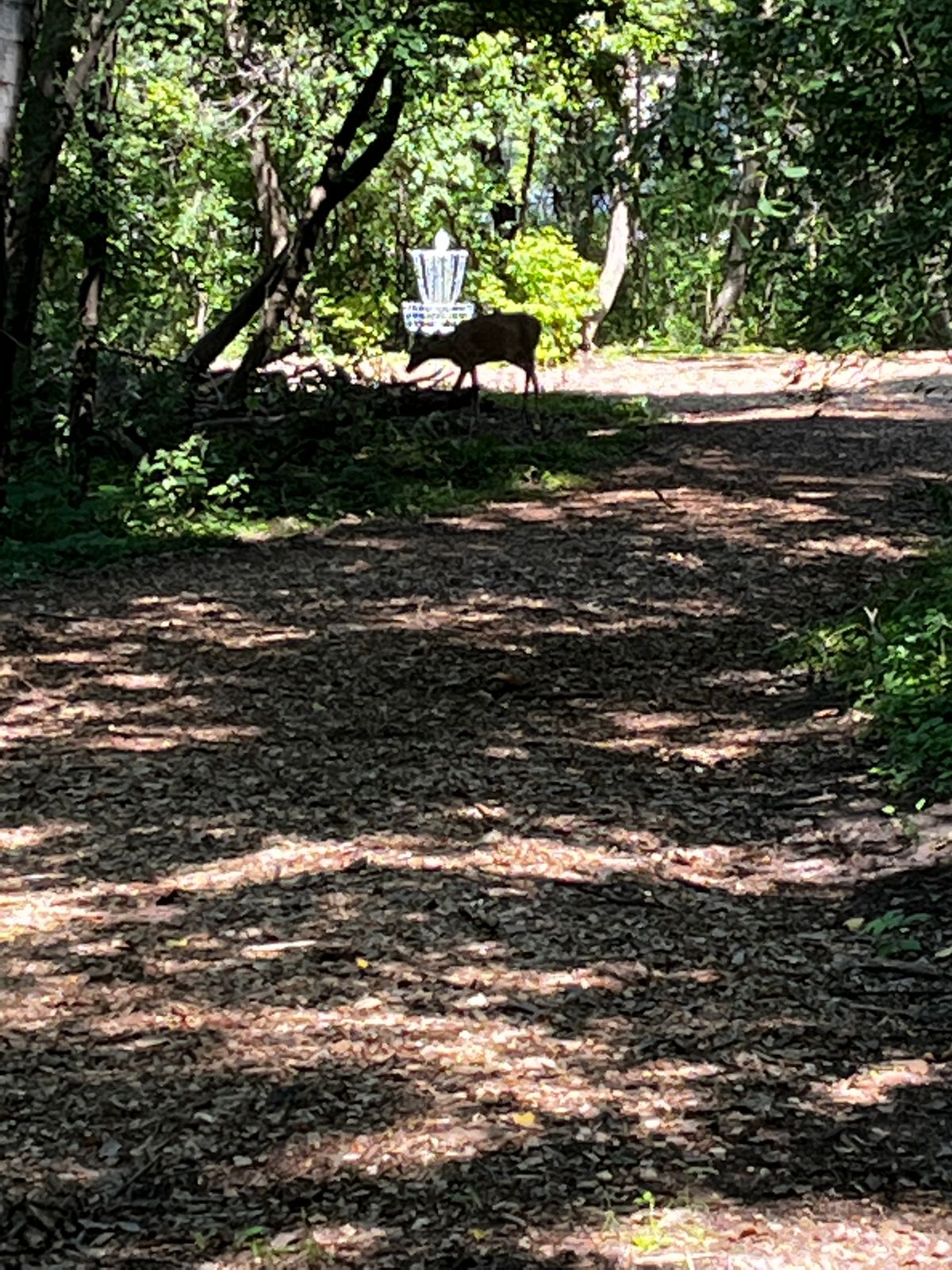 Curious deer on #9 today.