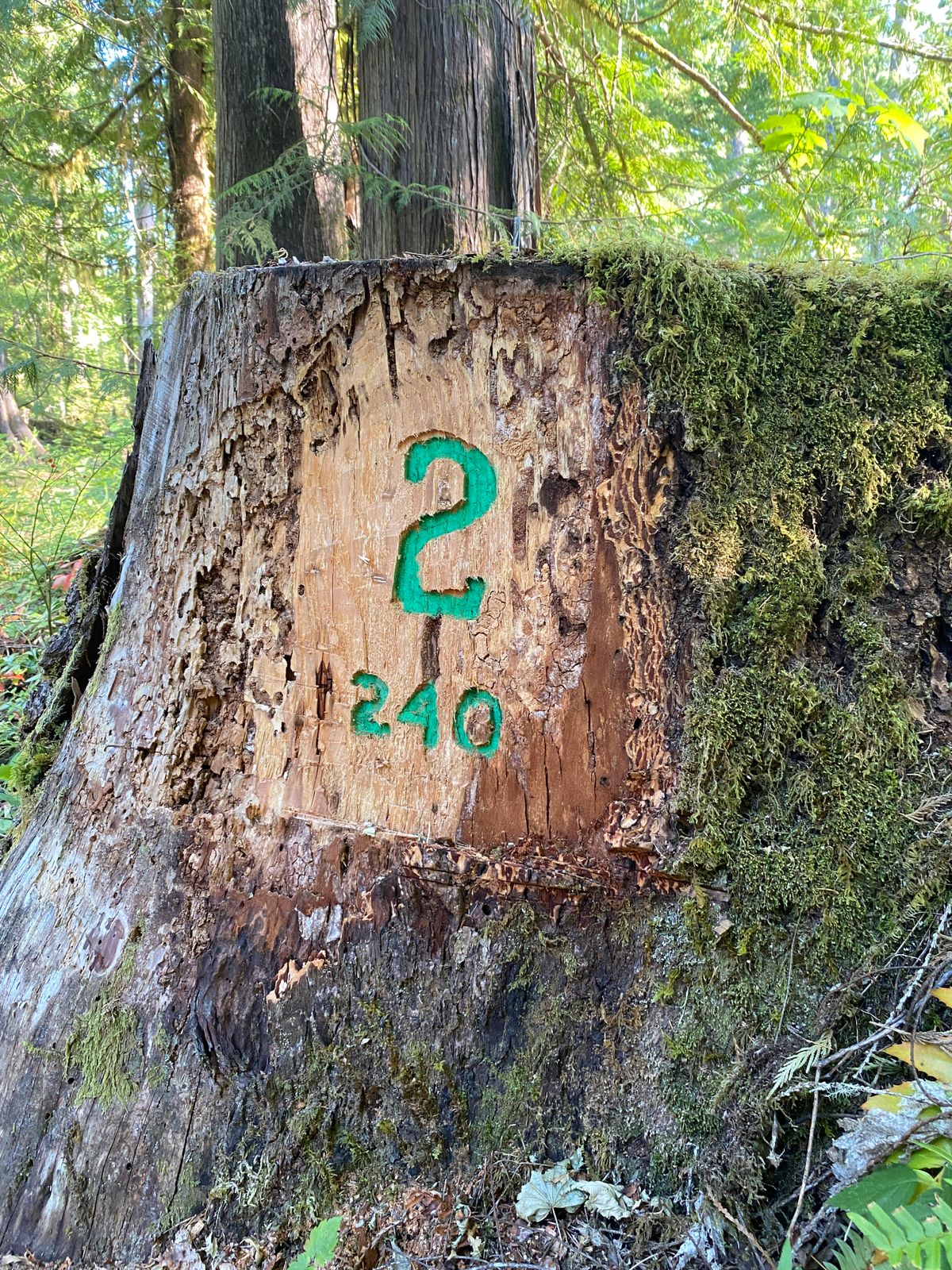 Hole Numbers are carved into dead stumps near teepads where available.