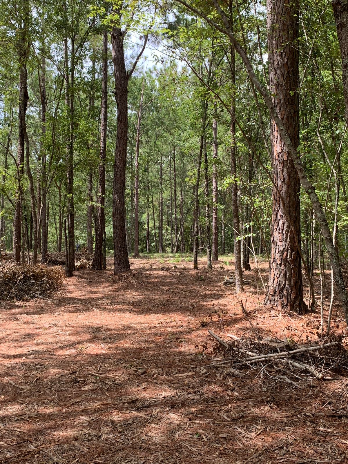Tee pad used for hole 15