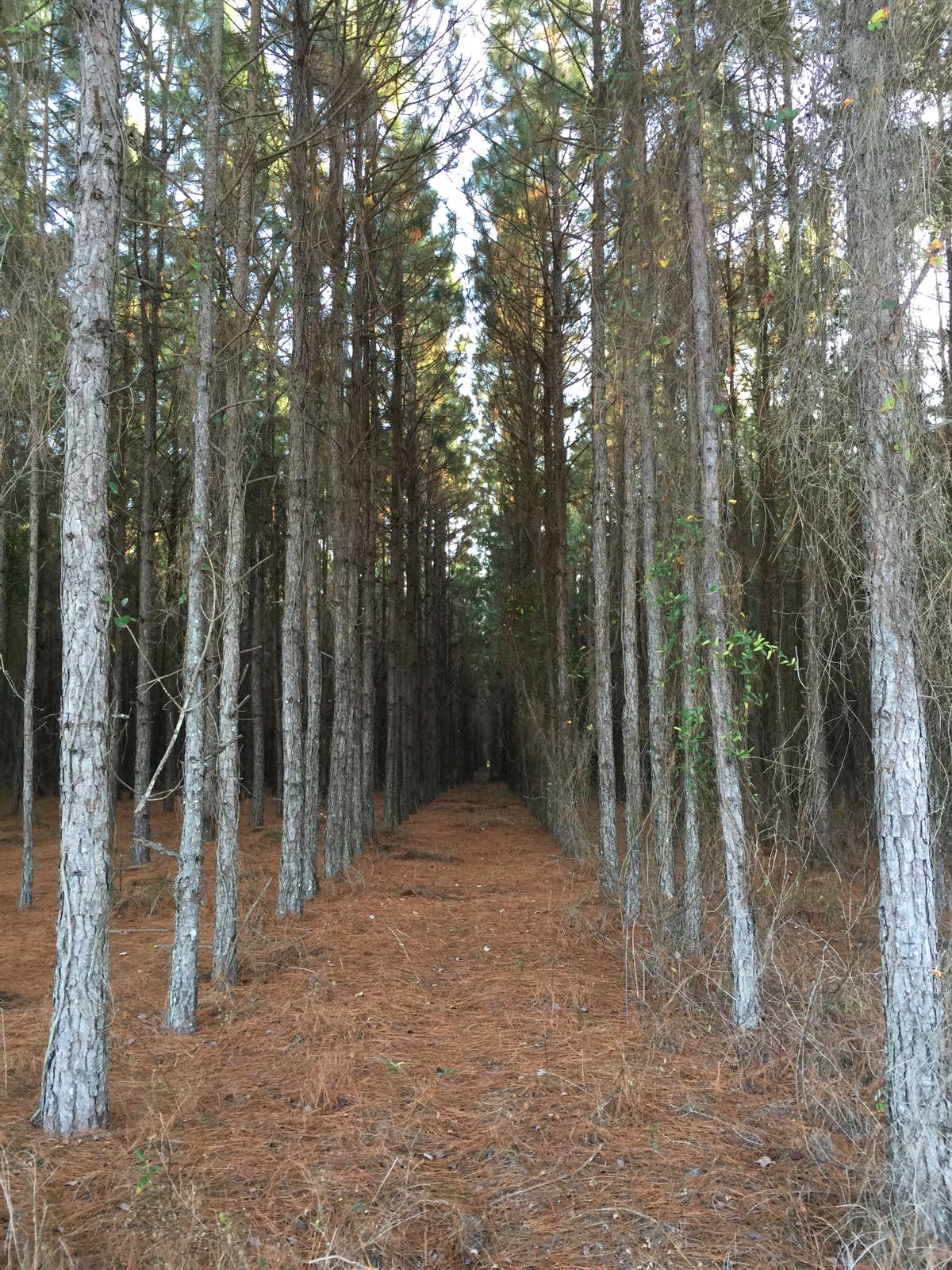 Hole 4