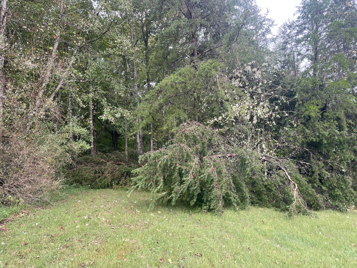 The fairway is partially blocked by fallen trees on hole 10.
