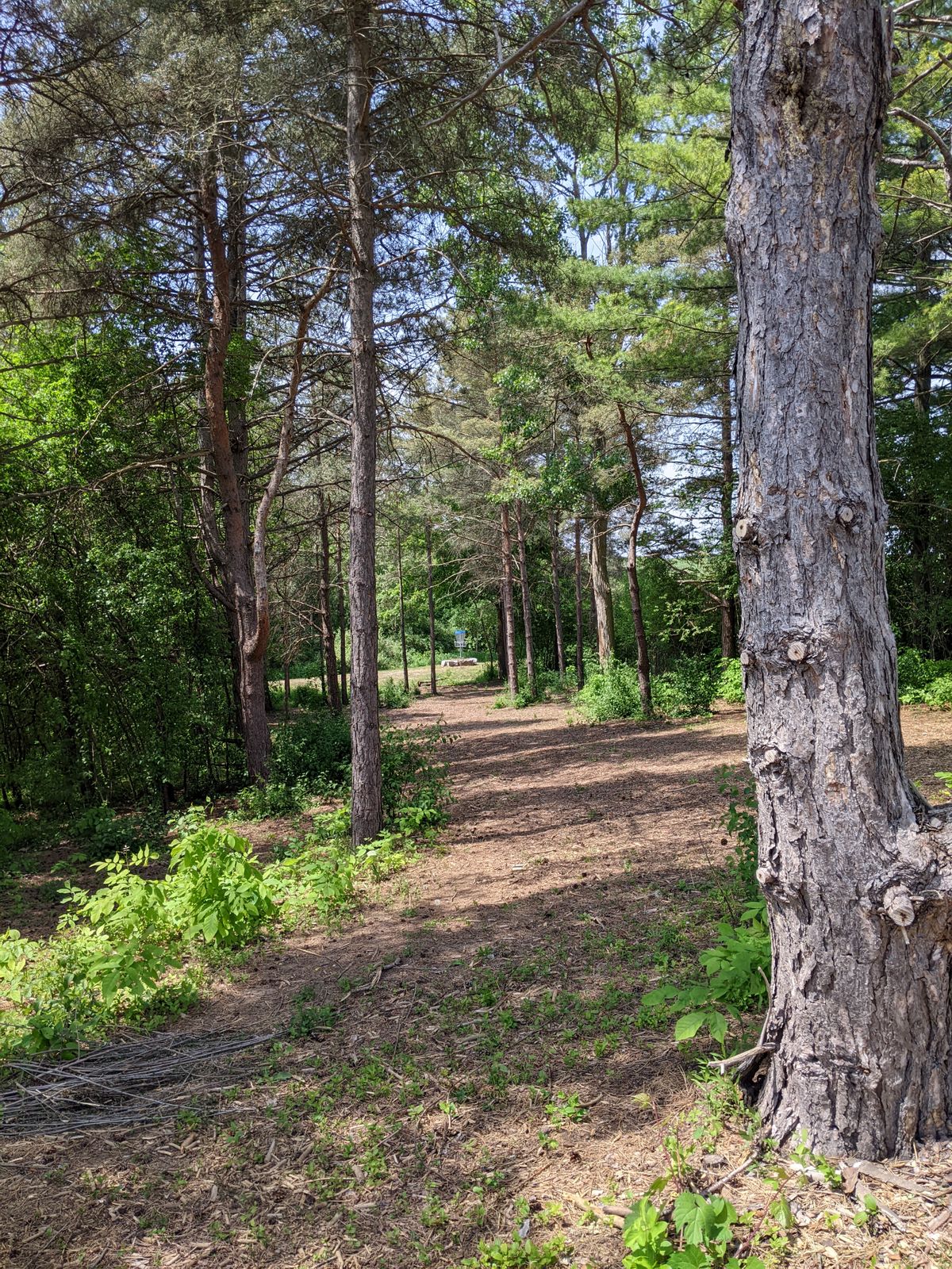 Hole 4, elevated basket