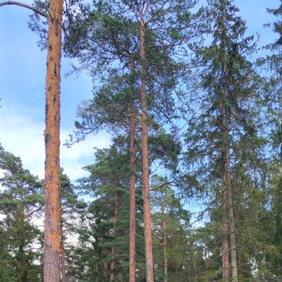 väylä 12