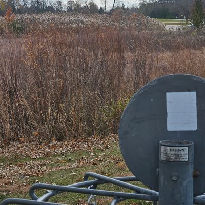 Hole 7 looking back to the tee. A 300 foot blind carry over the cattails.