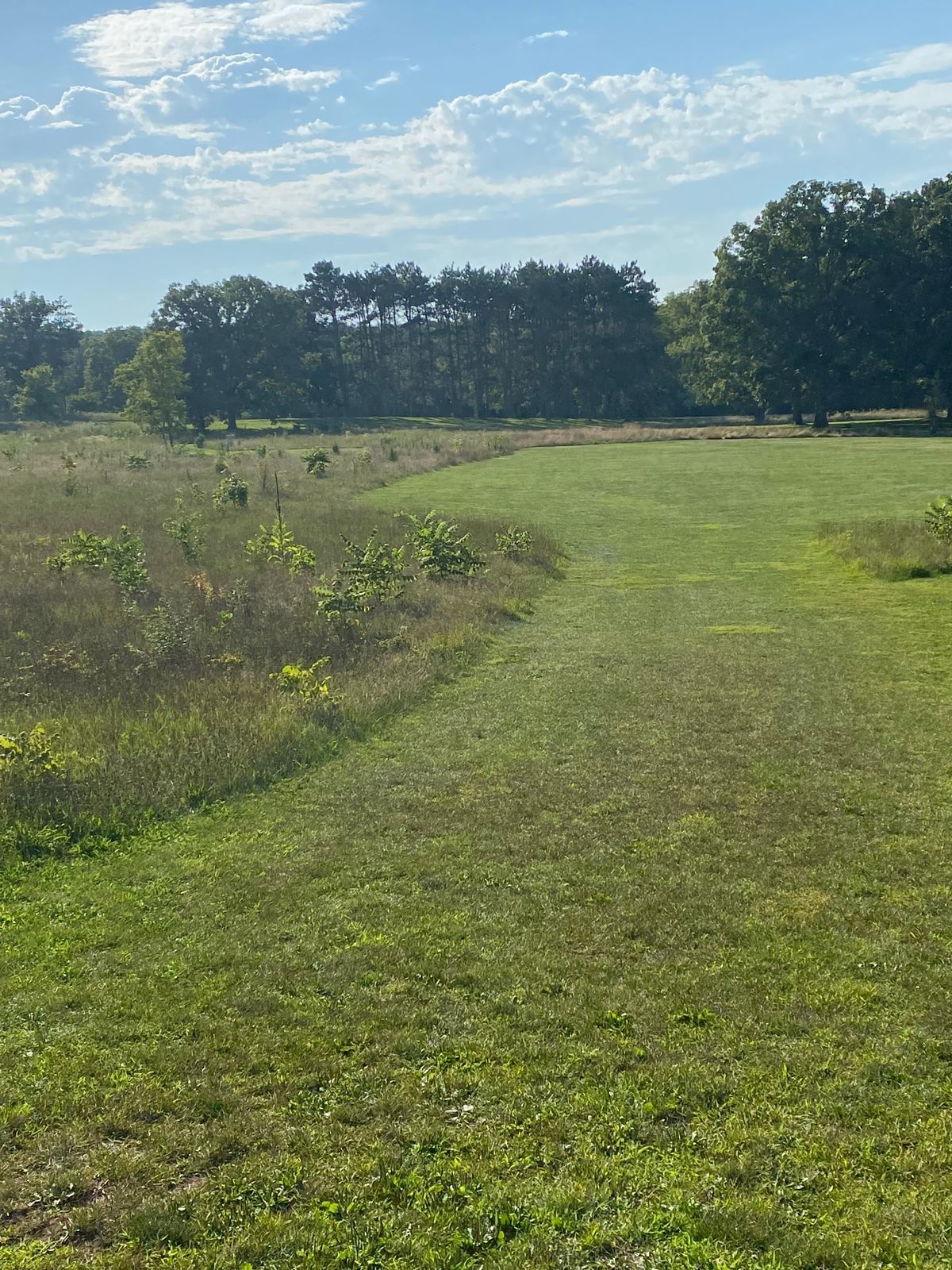 Hole 11 from the tee pad. White basket is visible left of center, blue basket is longer and more left.
