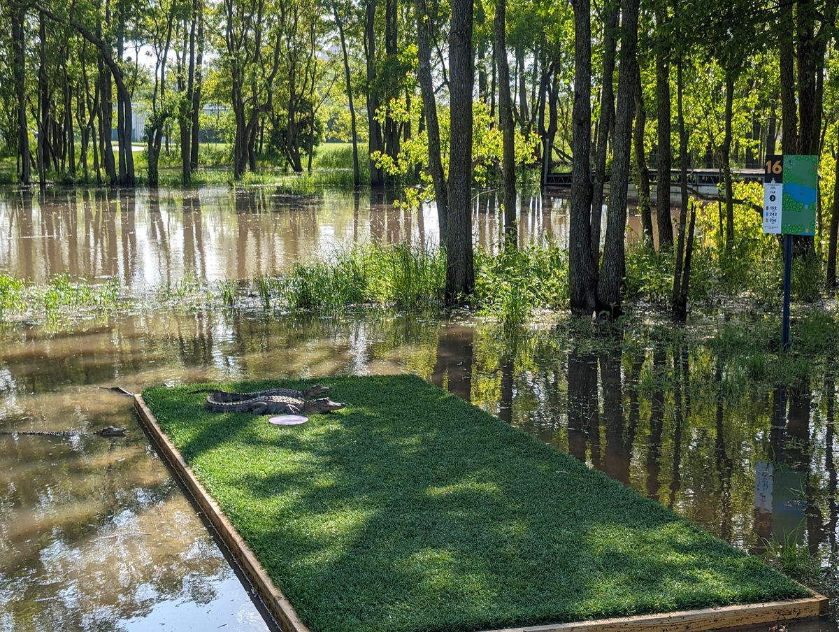 Gators on the pad hole 16 Blue