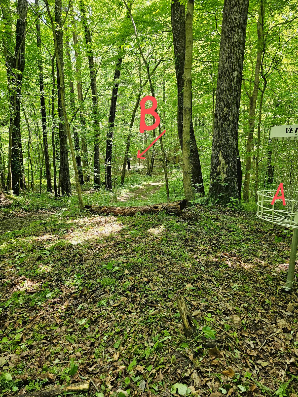 Hole 14 basket "B"