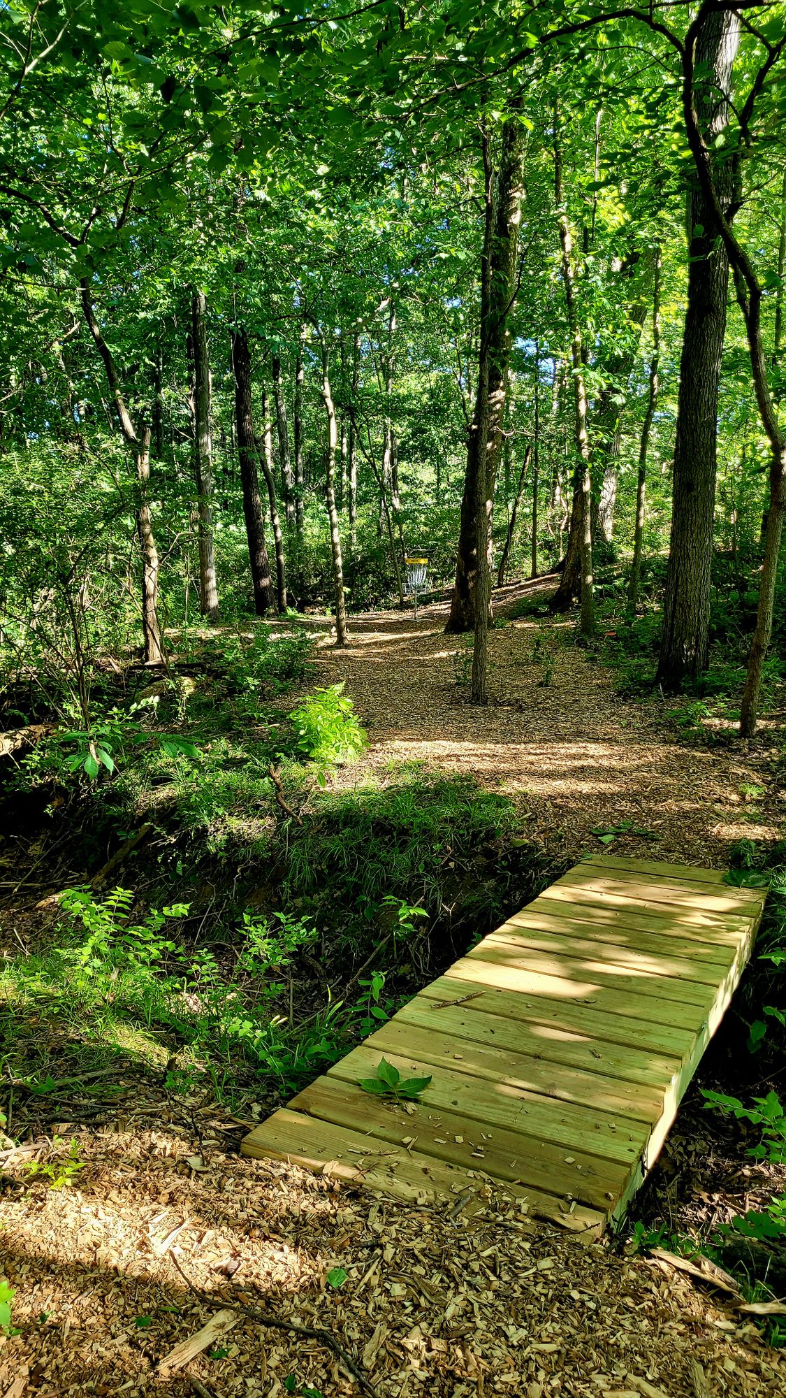 Hole 4 110 Feet Par 3
Approach (70 feet to basket)