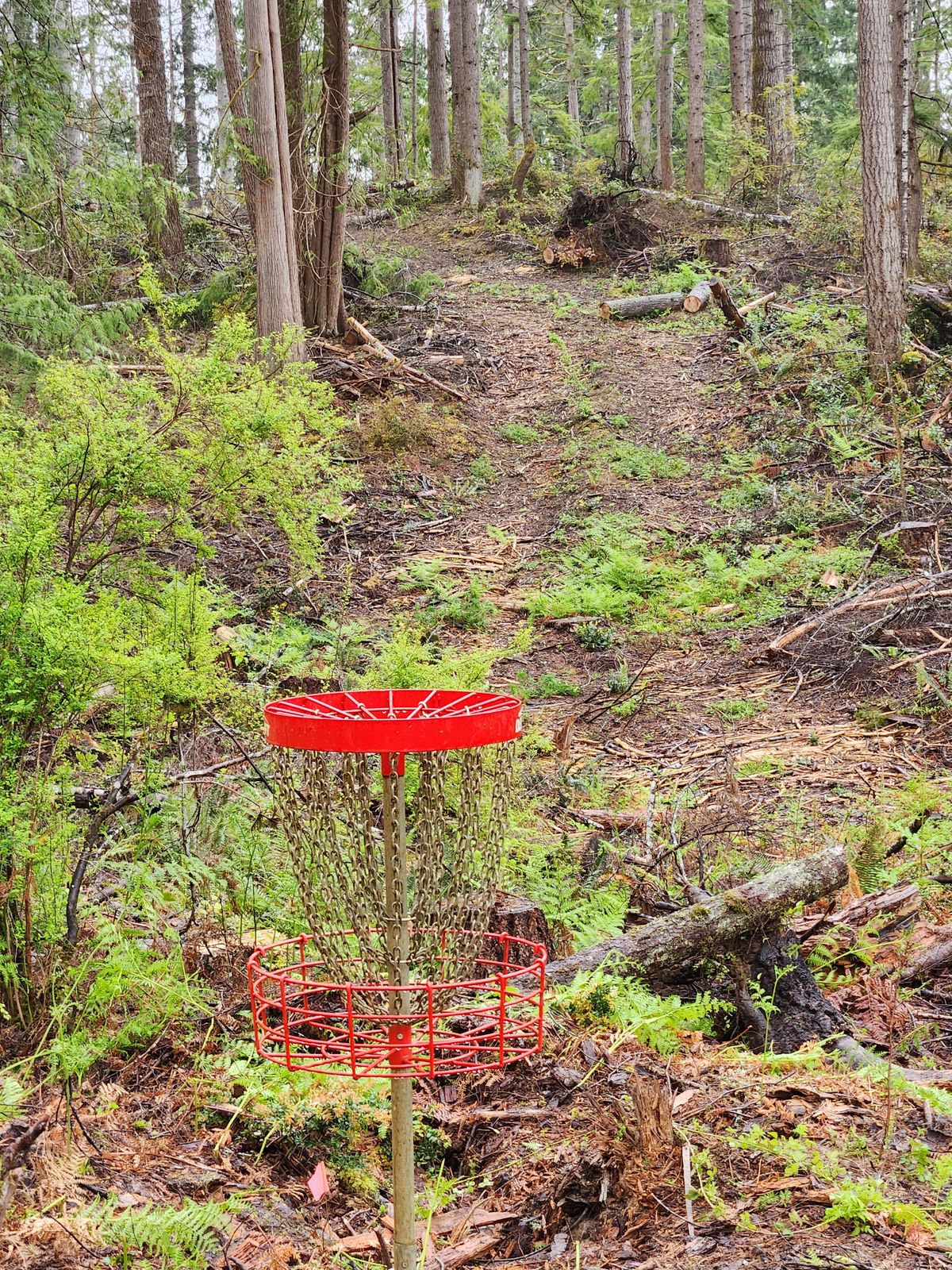 Hole 14 - View back to tee