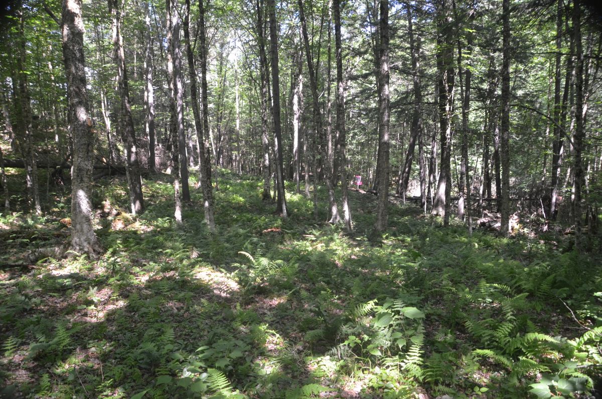 Hole 4 approach.